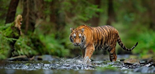 tiger wildlife animal