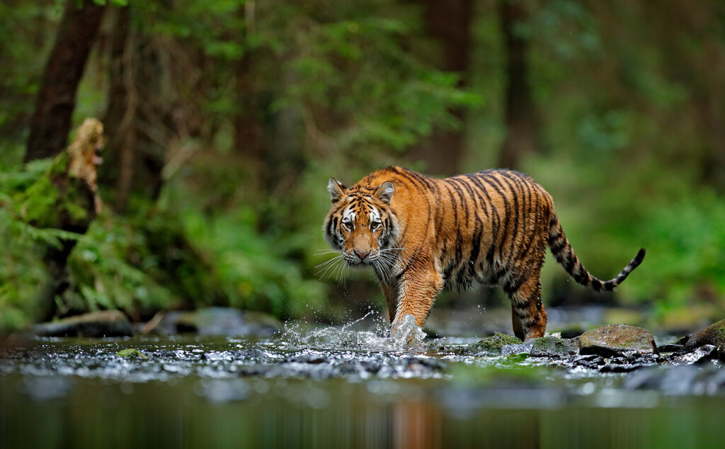 tiger wildlife animal