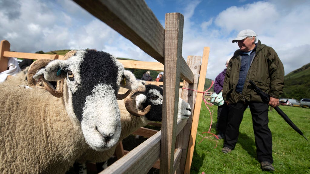 sheep farming