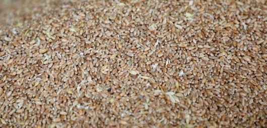 grain food