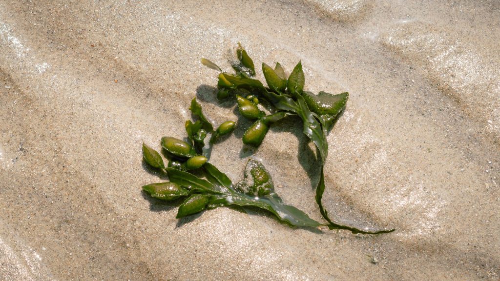 seaweed