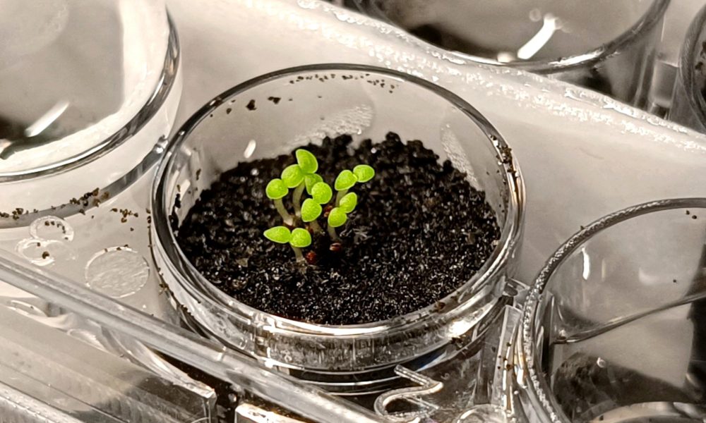 space plants