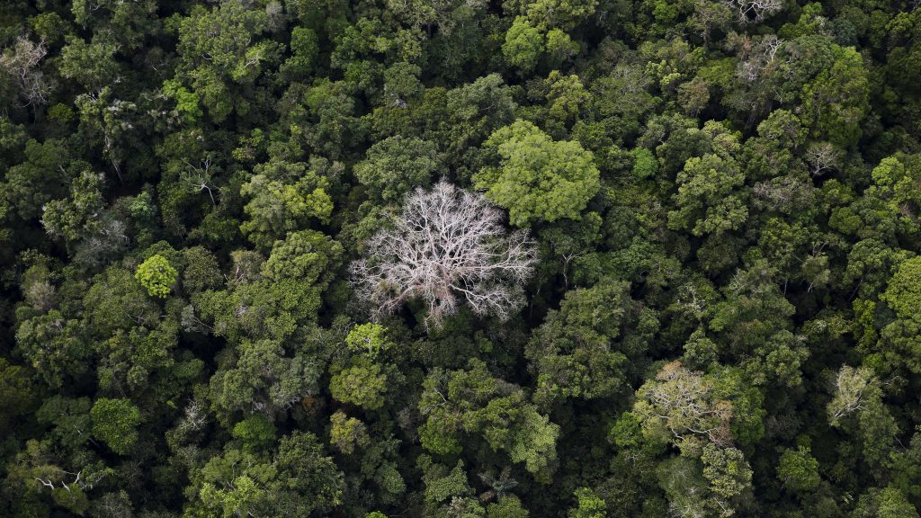 rainforest Brazil